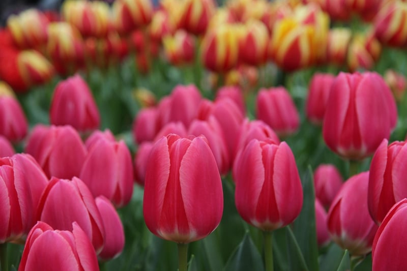Netherlands