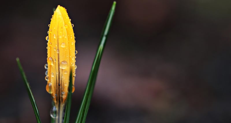 Saffron
